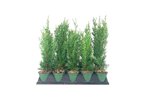 Italian Cypress Tree | 5 Live 4 Inch Pots | Cupressus Sempervirens | Formal Elegant Mediterranean Style Plants