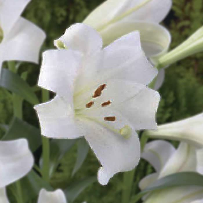 フォロー割実施中　OW100-1　白だけ大玉100球　ユリ球根 フォロー割実施中 OW100-1 白だけ大玉100球 ユリ球根 フォロー割実施中