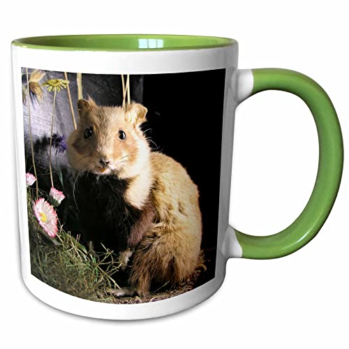 3dRose Cute little hamster portrait mammal pet 11oz Two-Tone Green Mug