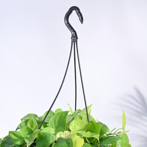 Philodendron Oxy d'intérieur haut de gamme dans son écrin doré chic