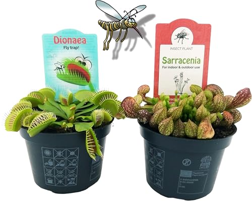 POWERS TO FLOWERS - SARACENIA PSITTACINA e DIONAEA MUSCIPULA, 2 PIANTE, VASO 10CM, piante vere