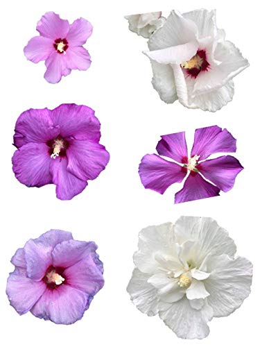 Winterharter Hibiskus Mix 50 Samen