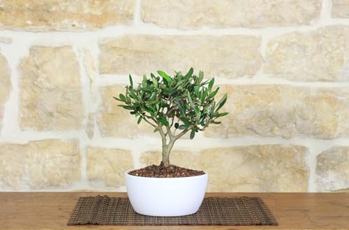 Bonsai di Olivo in ciotola bassa
