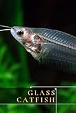  Glass Catfish: (Kryptopterus vitreolus) Care Sheet