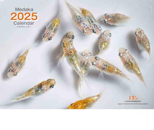 Medaka Calendar メダカカレンダー 2025(月めくり・壁掛け) ([カレンダー])