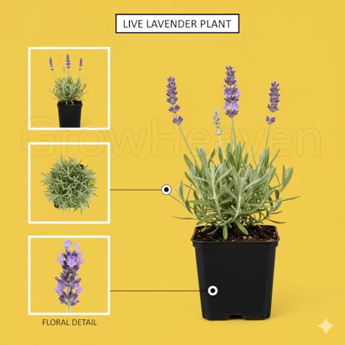 Image of Rare & Beautiful Lavender Live Plant for Home Gardening | Healthy Aromatic Flowering Plant for Indoor Outdoor Balcony & Rooftop (Pack of 1)
