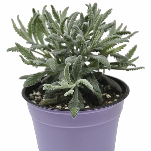 Lavandula angustifolia ‘Goodwin Creek’, Lavandula x...