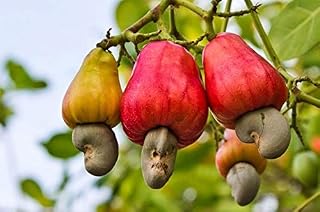 Tara-Garden 5 Seed Anacardium OCCIDENTALE Cashew NUT Tree Rare Tropical Fruit Plant Fresh