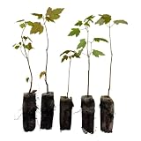 Red Maple Live Tree Plug Seedlings | 6'-12' | Arbor Day Foundation - (Due to Agricultural Laws, Unavailable to AZ, CA) (5-Pack)