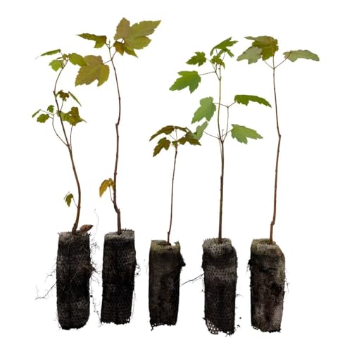 Red Maple Live Tree Plug Seedlings | 6-12 | Arbor Day Foundation - (Due to Agricultural Laws Unavailable to AZ CA) (5-Pack)