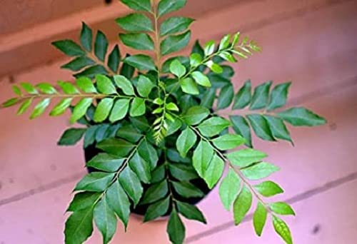 See full amazon price history chart for Karipatta Curry Leaf Seed For Home Planting - 30 Karipatta Curry Leaf Seed For Home Planting - 30 (B09WVXGKJV) Amazon Price History, Amazon Price Tracker