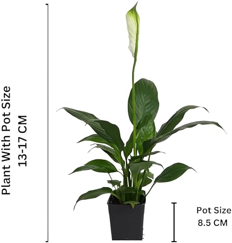Image of live plants (FLWR LILLY)