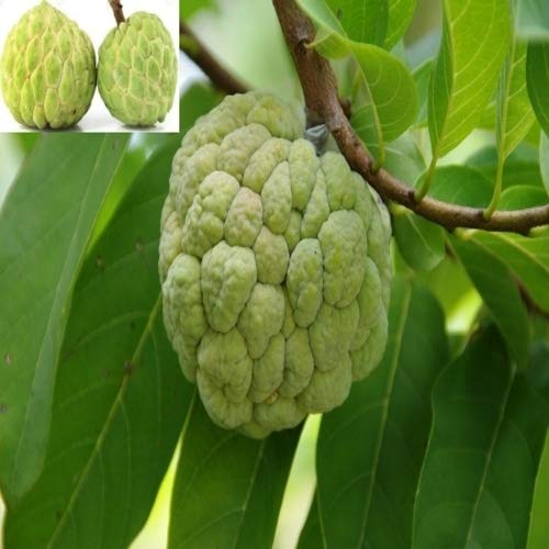 PlantaZee Rameshvar Enterprises | Apple | Sitaphal | Annona Squamosa | Sugar Live Fruit Plant (B07ZD7TMFJ) Amazon Price History, Amazon Price Tracker