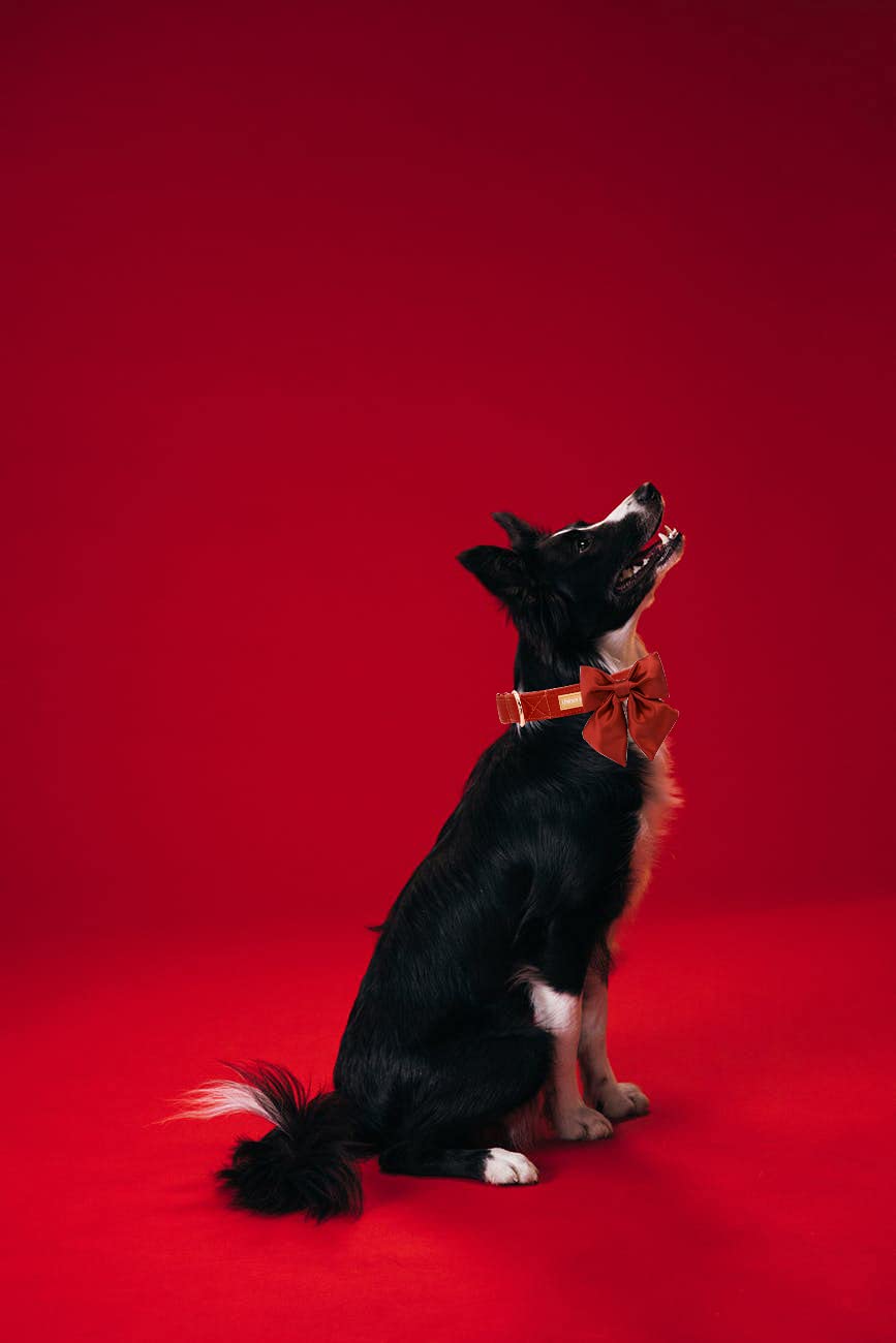 Unique Style Paws Hundehalsband Aus Seide – Verstellbar, Mit Schleife, Für Kleine Hunde & Katzen (Blau)