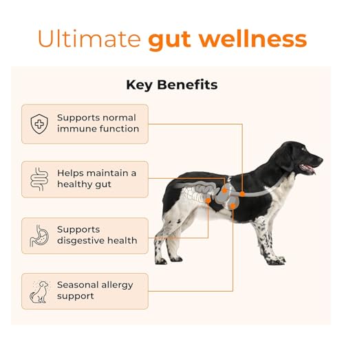 Image of PETSAPIENS Pre + Probiotic Supplement for Dogs(240gm) | 10B CFU | Boosts Gut Health & Immunity | Gluten-Free | Vet Formulated | Prevents Scratching, Paw-Licking & Indigestion | Chicken Flavour