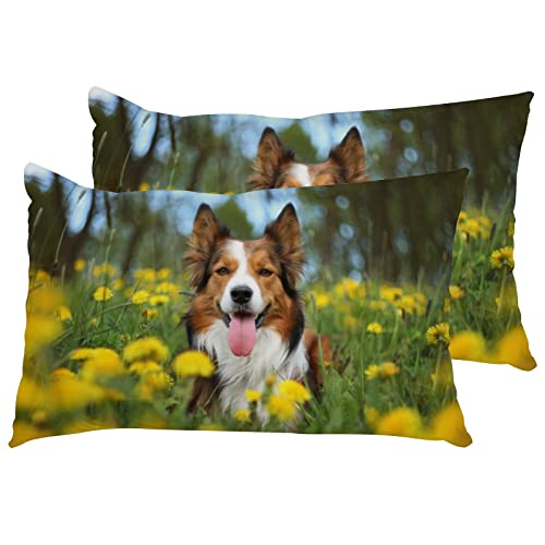 Xollar Pillowcases Queen Size 20 X 30 In Set Of 2, Border Collie In Dandelions Bed Pillow Case Pillow Sham Protector Cover For Bed Sofa Zipper Closure #TOP8