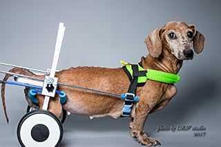 New!!! XS-LW: Special for Corgi, Dachshund, Basset,Adjustable Dog Pet Wheelchair, Hind Legs Rehabilitation