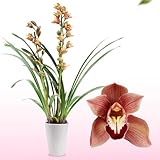 DUTCH BULBS EXCLUSIVE PLANTS FROM HOLLAND