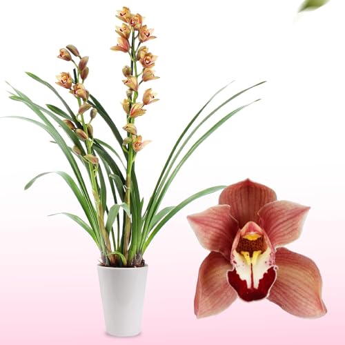Orchideen Echte Pflanzen Cymbidium - 1 große Zimmerpflanze aus Holland - 60-70 cm hoch - 14 cm Topf - mit Blüten und duftend (Nicht künstlich, ohne Dünger und Topf, kein Samen, nicht winterhart)