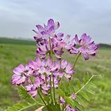 500 piezas Semillas de astrágalo, astrágalo sinicus, semillas orgánicas, semillas de flores silvestres, perennes, resistentes Semillas de hierbas perennes, semillas de camas elevadas,