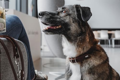 Hunter Hundehalsband Grenada aus Leder, Farbe: Dunkelbraun, handgefertigt in Deutschland, für Training und Alltag, robust, komfortabel, Schlichtes, Elegantes Design, Größe: 32, Umfang: 24-28 cm