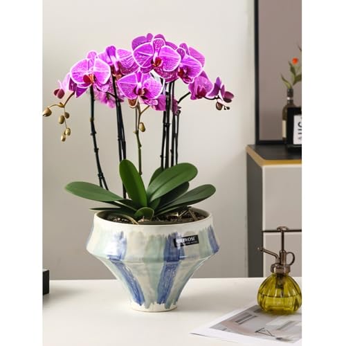 Pots de fleurs avec trou de drainage pour plantes succulentes
