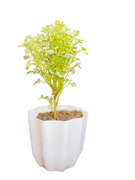 Aralia Plant, Indoor Houseplant, Green Foliage
