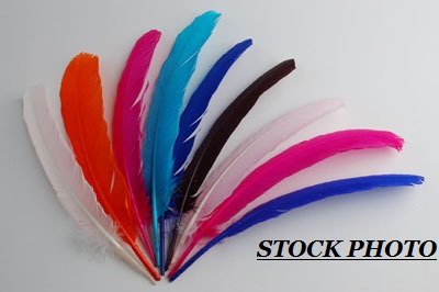5 Pcs Turkey Quills Feathers 8-12
