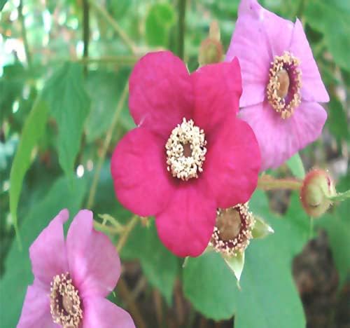 MySeedsCo - Paquete grande de semillas de jardín de frutas de flores de supervivencia exóticas raras sin OMG y cantidad limitada elige el color