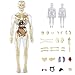 Clear Human Body Structure Model Removable Transparent 3D Human Body Model for Kids Educational Toys for Boys and Girls Anatomy for Kids