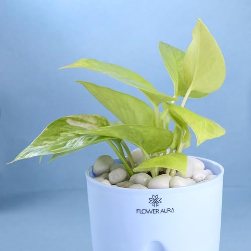 Image of FlowerAura Air Purify Live Indoor Lucky Golden Money Plant In Blue Self Watering Pot For Living Room, Balcony, Home /Office Decor | Premium Gifting | Improving Air Quality | Reducing Stress