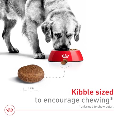 La Mejor Lista de Royal canin para comprar hoy. 21 Imagen adicional