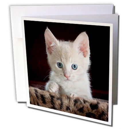 Lot de 12 cartes de vœux Rose 3D avec enveloppes pour anniversaires GC 245054