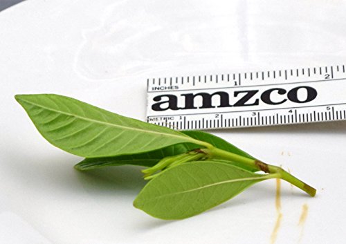 Microclone Plant Tissue Culture Starter Kit