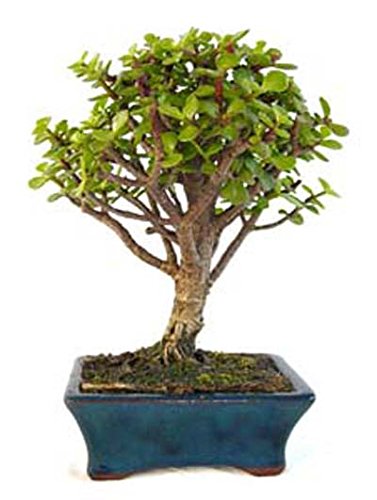 PORTULACARIA AFRA 5 AÑOS