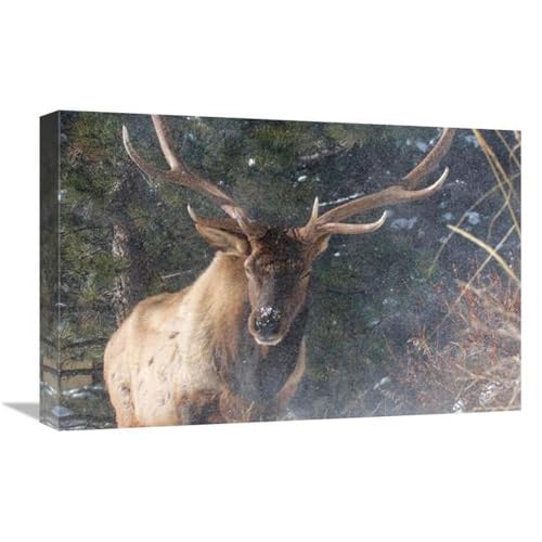 20 x 30 in. Bald Eagles Perched on Snag in Snow, Kenai Peninsula, Alaska Art Print - Tom Vezo