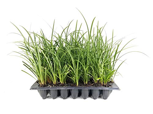 Evergreen Giant Liriope Muscari - 3 Live Plants - Drought Tolerant Low Maintenance Evergreen Groundcover Grass