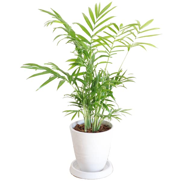 Amazon｜テーブルヤシ エレガンス ホワイト ボタニーポット植え 観葉