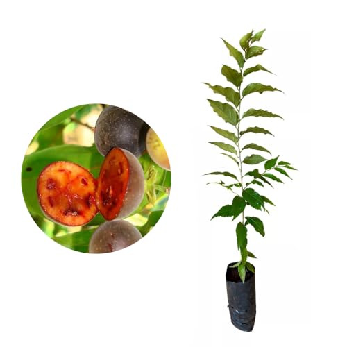 Genérico, Muda de Groselha Hibrida 20 a 40cm AMK - Plantas Online