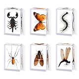 6pcs Medium Real Insect Resin Specimens (2.87×1.61×0.79 inch) - Taxidermy Spider, Butterfly, Scorpion in Preserved Resin for Science Study, Home Decor, Educational Use, Oddity Gifts, Collection