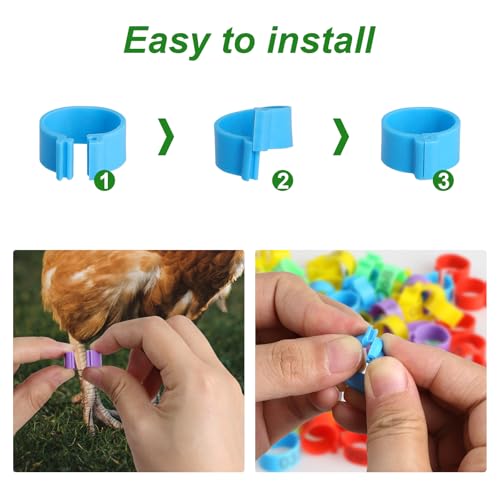 DAJISI 100 peças de anéis de perna de frango de 16 mm com 5 cores numeradas de identificação de gali