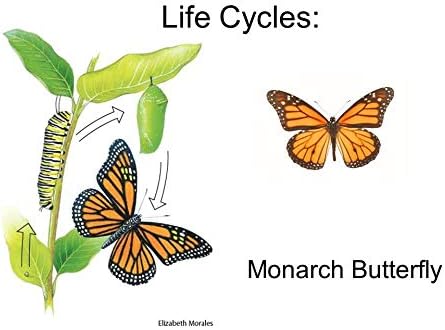 Miniatura 5 de Kit de jardín de mariposas monarca, 28 especies de semillas de algodoncillo y flores silvestres perennes, si lo cultivas, vendrán las monarcas -