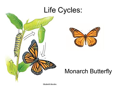 Monarch Butterfly Garden Kit -28 Species Of Perennial Milkweed And Wildflower Seeds - If You Grow It Monarchs Will Come - Kids Stem Project - Create A Beautiful Garden Full Of Butterflies #TOP4