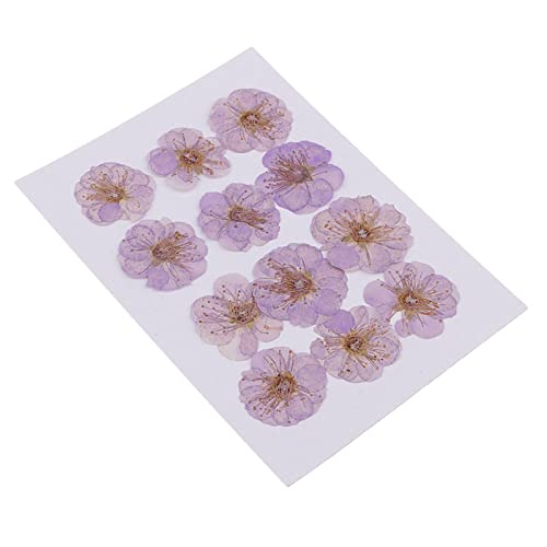 Flores secas naturales para manualidades 12 piezas miniatura 4