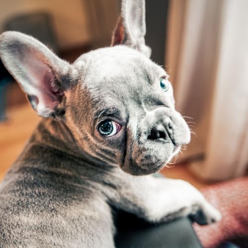 Page de couverture de Hypertypes chez les chiens et les chats : quand l’esthétique menace leur santé