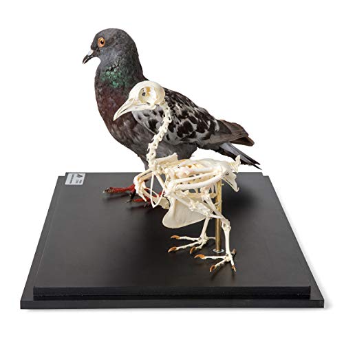 Image of 3B Scientific GmbH T310051 Pigeon and Pigeon Skeletons in Show case