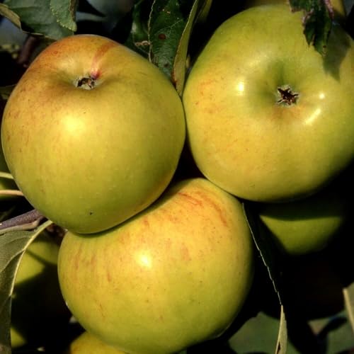 Plant Theory 1.5m Apple Bountiful Cooking Apple Outdoor Fruit Tree 12L Pot MM106 Rootstock
