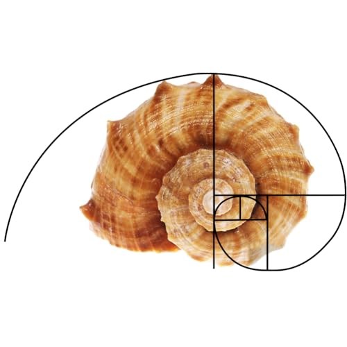 DELORIGIN 3 Stück Golden Ratio View Finder, Fibonacci Composition View Finder, Fotokompositionswerkzeug Fibonacci Viewer Fotografie Drittelregel Kompositionswerkzeug Für Fotografie Malerei Zeichnen