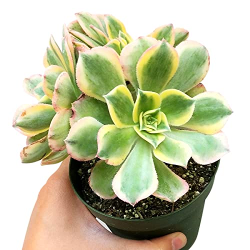 Aeonium Sunburst 2 Inch | Premium Colorful Collection Of Live Aeonium Succulent Plants | Healthy Rosettes Succulents Fully Rooted In 2/4/6 Inch Sizes | Mother's Day Gift Rare Varieties #TOP3