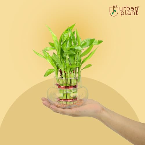 Urban Plant Lucky Bamboo Plant with Glass Jar – 2 Layer, Indoor Prosperity & Good Luck Bamboo for Living Room & Kitchen, Decorative Green Plant for Home & Office Decor (Pack of 1)